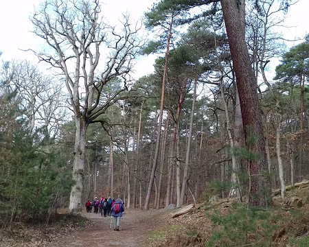 012 Conifères et chêne