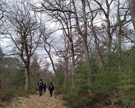 021 Sur la route Christine entre chênes et pins