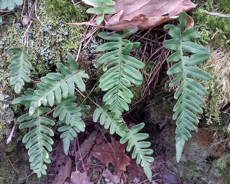 026 Polypodes