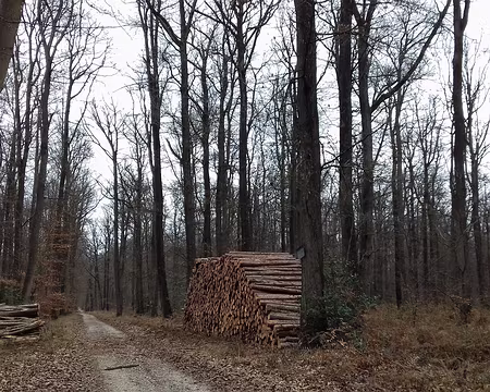 029 La forêt domaniale de Fontainebleau est gérée par l’ONF