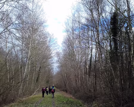 034 Bouleaux en hiver