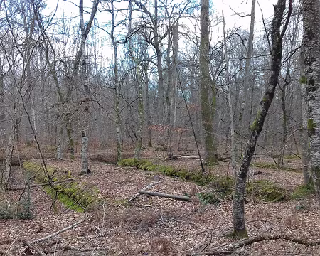 035 Fossés de drainage près de la mare aux Evées. Creusés sous le règne de Louis-Philippe entre 1833 et 1835