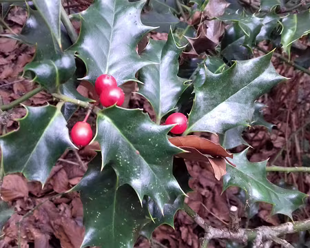 036 Merci Annie pour cette belle randonnée en forêt
