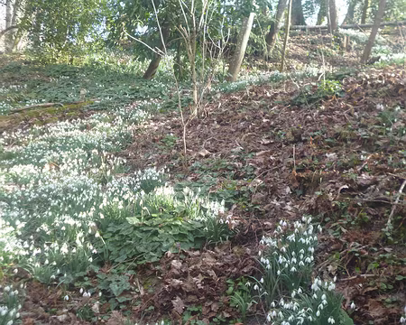 P1160307 Perce-neige