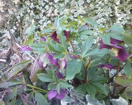 P1160335 Hellébore. Merci à Luc pour cette belle randonnée hivernale.