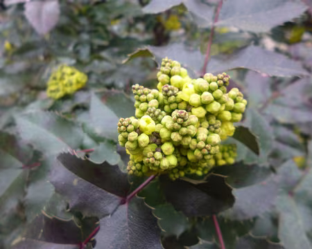 P1160364 Mahonia. Merci à Patrick.