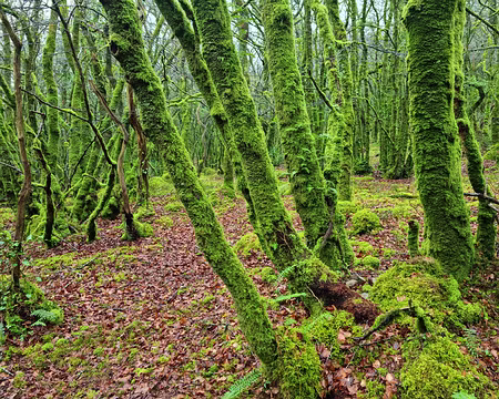 23 en montant vers la montagne de Locronan en montant vers la montagne de Locronan