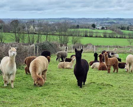 29 Elevage d'Alpagas Elevage d'Alpaga