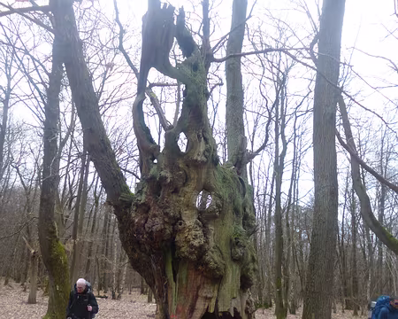 P1160376 Vieux châtaignier