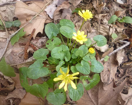 P1160398 Ficaire. Merci à Philippe pour cette rando-camping dans le Hurepoix.
