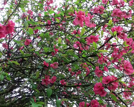 009 Cognassier du Japon