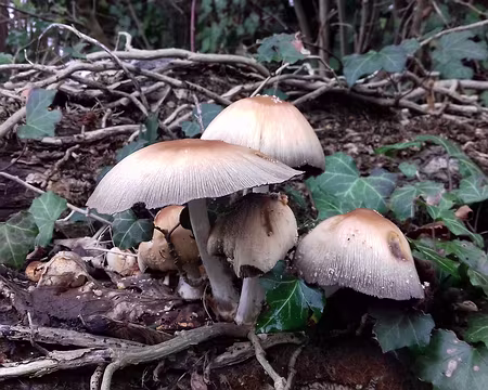 010 Rares champignons