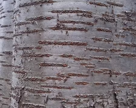 014 Ecorce (merisier)