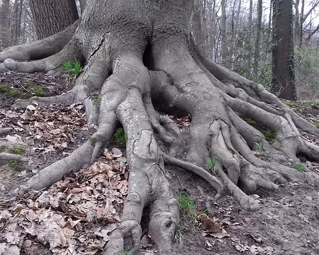 019 Racines (hêtre)