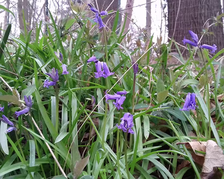 020 Jacinthes des bois