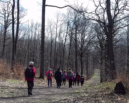 032 Sur la route forestière des Bonshommes (il y avait un prieuré au XIIème siècle)