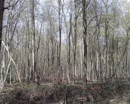 035 Charmes près de la route du Poirier Greffé