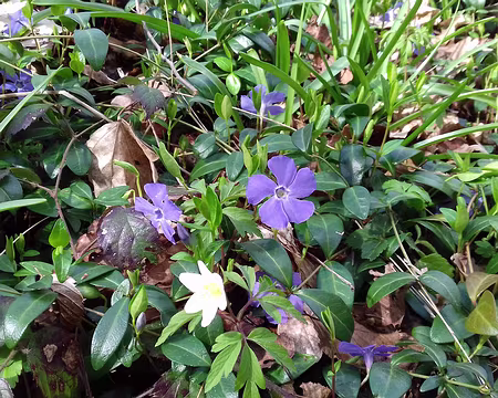 037 Pervenches dans le sous-bois