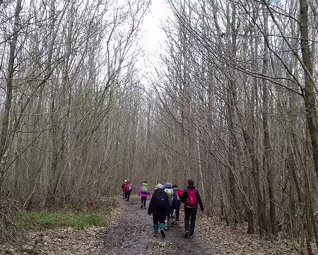 038 Chemin forestier au milieu des taillis. Au XVIIème siècle, la forêt a été entourée d’un mur d’enceinte accompagné de sauts-de-loup pour protéger le gibier et...
