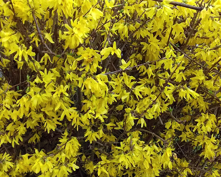 045 Forsythia