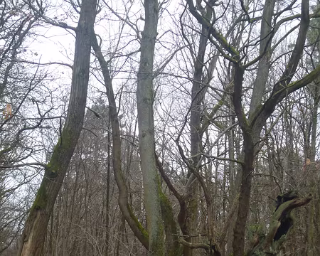 P1160446 Vieux châtaignier dans le bois de Forges-les-Bains