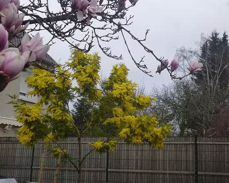 P1160448 Magnolia soulangeana et mimosa