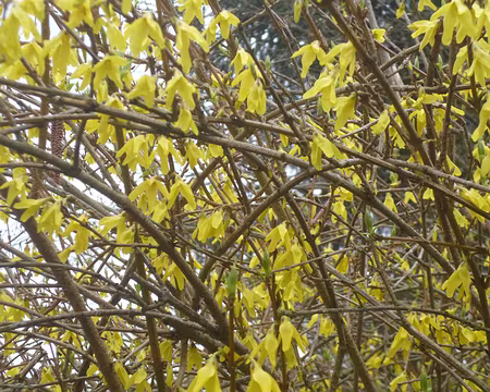P1160457 Forsythia. Merci à Marylise.