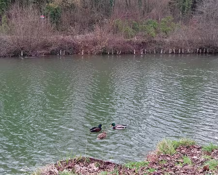 025 Canards au printemps
