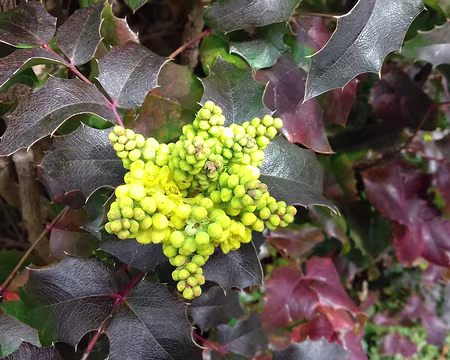 028 Mahonia