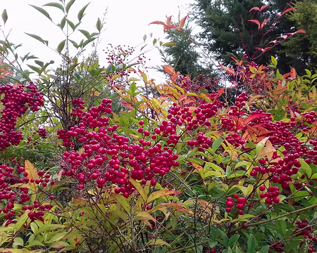 035 Nandina