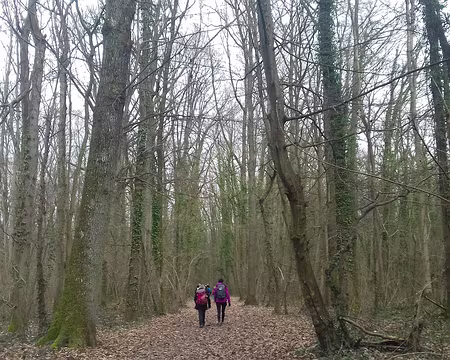 048 Sur le chemin des Boquettes dans le bois de Lesches