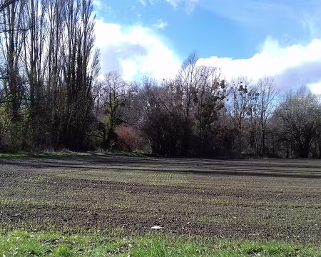 012 Blé en herbe à Leuville-sur-Orge