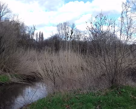 021 Roseaux au bord de l’Orge