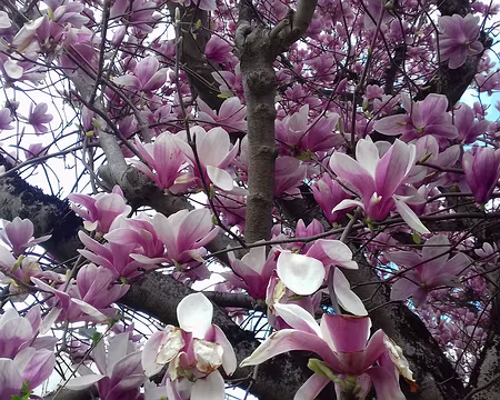 050 Merci Annie pour cette belle randonnée printanière