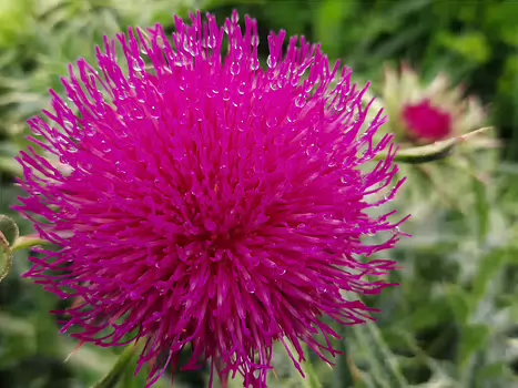 Sylvie Sylvie F, détail sortie