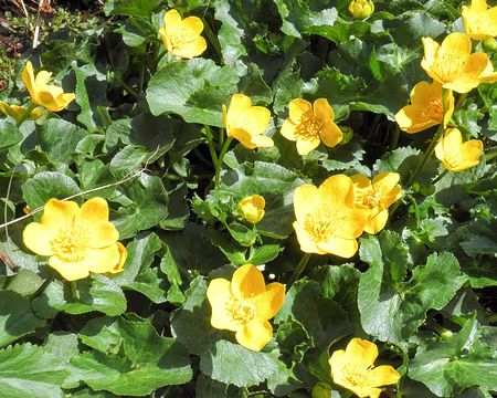 20230428-15h33m54s-P4280572-V3 populage des marais ou souci d'eau