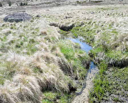 20230430-14h19m17s-P4300688-V3 tourbiere aux sources du Tarn