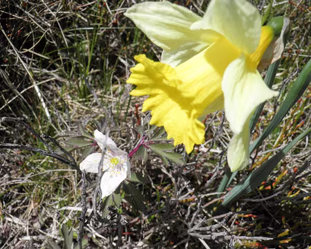 20230430-14h21m42s-P4300692-V3 anemone et jonquille sauvage