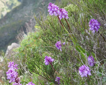 Mad030 Orchis scopulorum ?