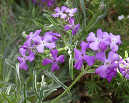 Mad038 Giroflée de Madère ?