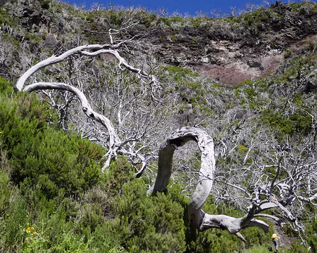 Mad045 La montagne a brûlé il y a quelques années, ce qui a laissé des troncs morts impressionnants