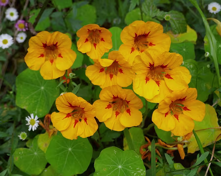 Mad077 Certaines parties de Madère sont couvertes de capucines au printemps