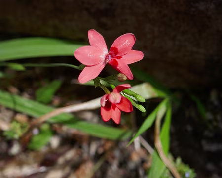 Mad084 Faux freesia ?