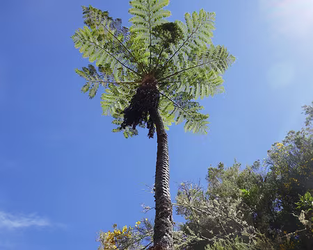 Mad098 Certaines fougères arbustives grimpent vraiment très haut !