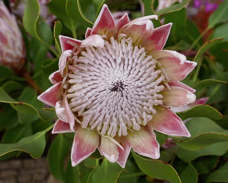 Mad109 Protea