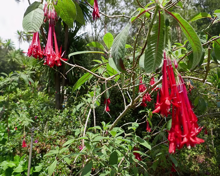 Mad121 Un fuchsia à grandes fleurs
