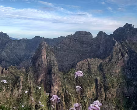 031 Pico Torres, 2ème sommet de l'île, au centre. 1er plan : giroflée de Madère, endémique (matthiola maderensis).