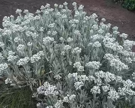 032 helichrysum devium, endémique de Madère
