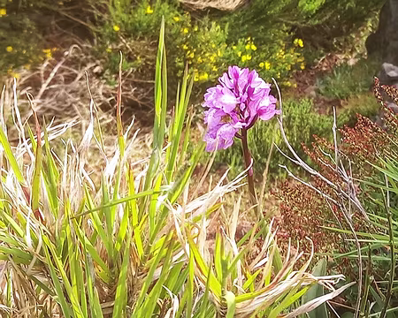 034 Orchis scopolorum, endémique