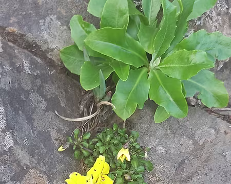036 Viola paradoxa, endémique.